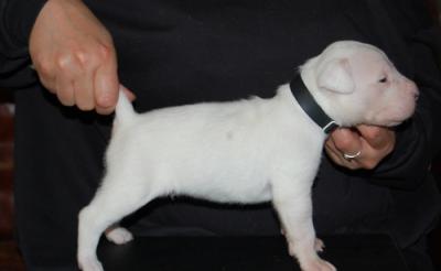 Dogo+argentino+puppies+for+sale+price